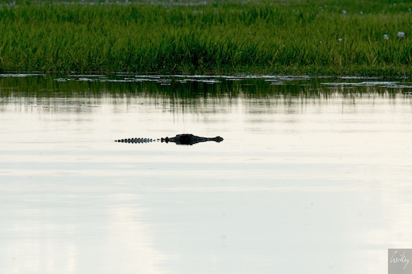 AustraliaAdelaide 10  037